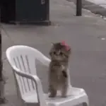 Gatos
