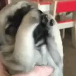 Pibble