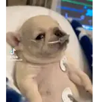 Pibble