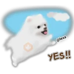 🌼WHITE baby DOG🐶 