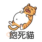 小恩典貓子感謝篇