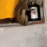 Ardilla volando🐿️👋🏻 TIKTOK 📲