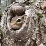 Ardilla volando🐿️👋🏻 TIKTOK 📲