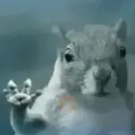 Ardilla volando🐿️👋🏻 TIKTOK 📲