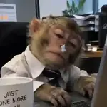 monitos 🐵🙈🙉🙊