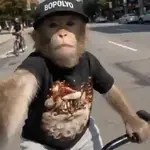 monitos 🐵🙈🙉🙊