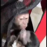 Monitos capuchinos