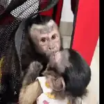 Monitos capuchinos