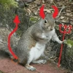 Ardillas 🐿