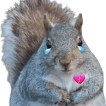 Ardillas 🐿
