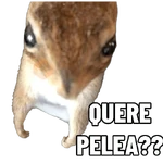 Ardillas 🐿