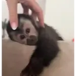 monitos 6