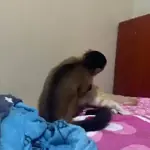 monitos 6