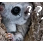 Ardilla Voladora 🐿️❤️