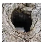 Ardilla Voladora 🐿️❤️