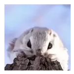 Ardilla Voladora 🐿️❤️