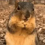 Ardillas