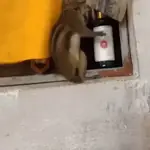 Ardillas