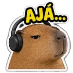 Capibara sin contexto 🤎🤍