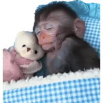MONITOS