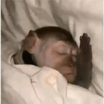 MONITOS