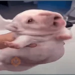 🐶 PIBBLES BONITOS 🐾