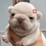 🐶 PIBBLES BONITOS 🐾