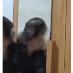 monitos haciendo cosas 🐵🐵