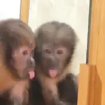 monitos haciendo cosas 🐵🐵