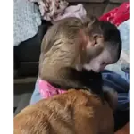 monitos haciendo cosas 🐵🐵