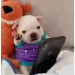 Pibble so cute 🐾🩷💙