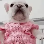 Pibble so cute 🐾🩷💙