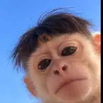 moods monos