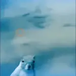 Ardilla - TikTok 🐹