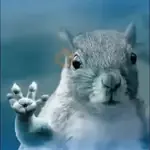 Ardilla - TikTok 🐹
