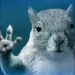 Ardilla - TikTok 🐹