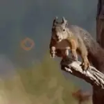 Ardilla Voladora🐿️✨