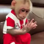 Un Monito 🐒