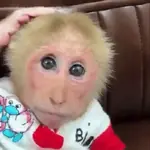 Un Monito 🐒