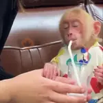 Un Monito 🐒