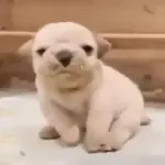 Pibbles🐶💙