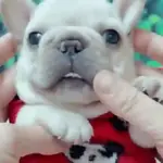 Pibbles🐶💙