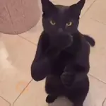 reacciones tiktok animadas