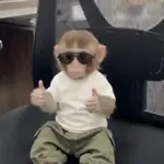 Monitos para ℰ𝓁 𝒸𝒽𝒶𝓉 🐒💬