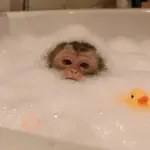Exprésate con Monitos 🐒✨♥️