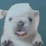 pibble 🐶🐾perros