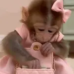 Tiernos Monitos para el chat🐒✨