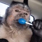 🐒🍌 Monitos Bonitos 🍌🐒