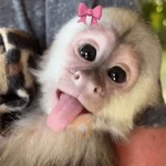 🐒🍌 Monitos Bonitos 🍌🐒