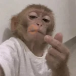 🐒🍌 Monitos Bonitos 🍌🐒